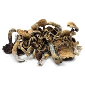 Buy Dried B+ Psilocybe Cubensis strain