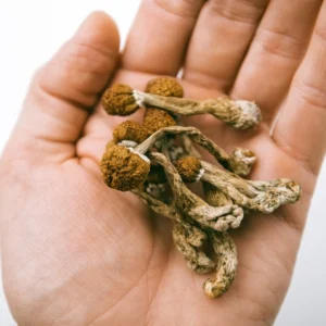 Golden Teacher Magic Mushrooms