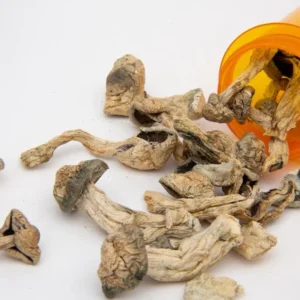 Magic Mushroom Spore Syringe – Albino A+ psilocybe cubensis